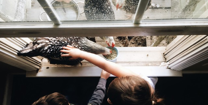 Des oeufs frais tous les matins en louant des poules pondeuses