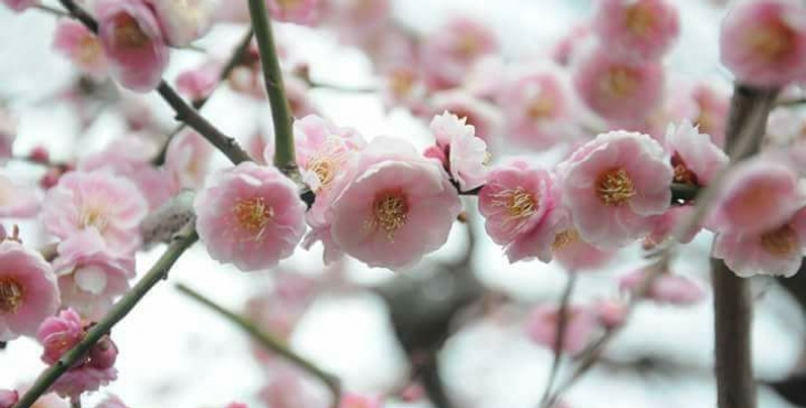 Le Japon du bout des lèvres