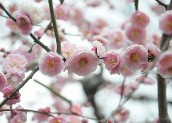 Le Japon du bout des lèvres